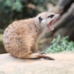 meerkat-4044441_1920
