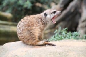 meerkat-4044441_1920